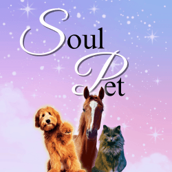 SoulPet Private Consultation